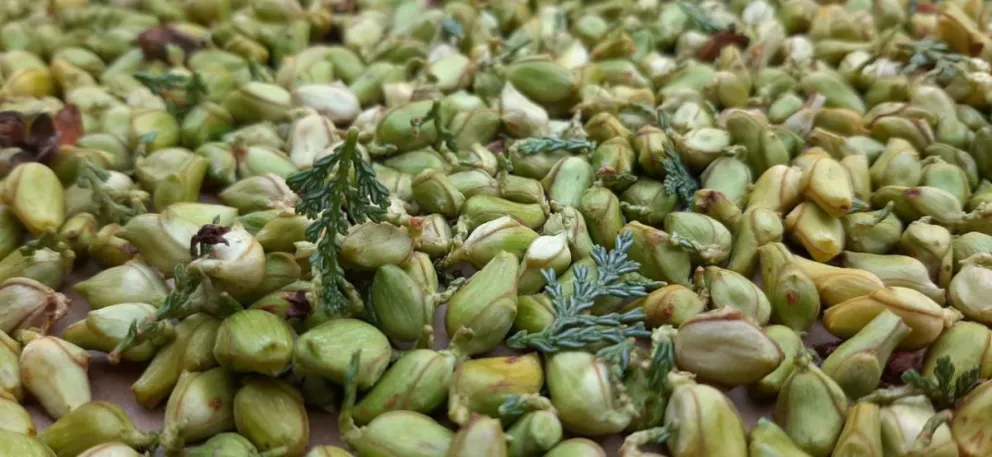 Encuentro de recolección de semillas