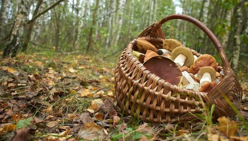 Otoño, época de hongos en la Patagonia